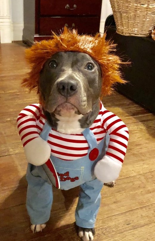 Pit Bulls 🐶 tweet media