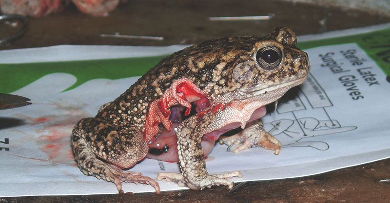 PETAShares's tweet photo. Dissection is CRUEL &amp; INEFFECTIVE ✂️🐸 

RT &amp; use the hashtag #IfFrogsCouldTweet to help the millions of frogs like Freddy who are kidnapped from their homes in the wild &amp; killed for dissection every year 💔 #CutItOut https://t.co/mXJSrdPb5y