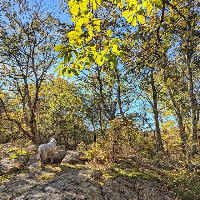 SimonJMale's tweet photo. @snoopytherunningdog leads the way.
.
.
.
.
#forestrun #forestrunners #trailrun #trailrunning #runforlife #runforfun #morningrun #run #running #fitness #exercise #outsideisfree #exploreeverything #Strava #stravarunning #runnersworld #iloverunning #fitnes… https://t.co/TZ9G6gQFxl https://t.co/DbC00zPPWF