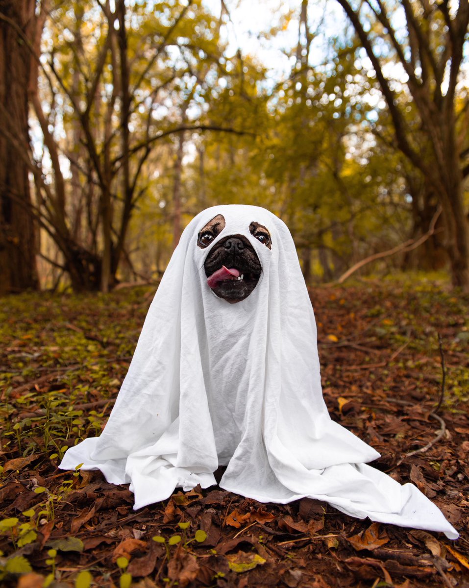 Doug The Pug tweet media