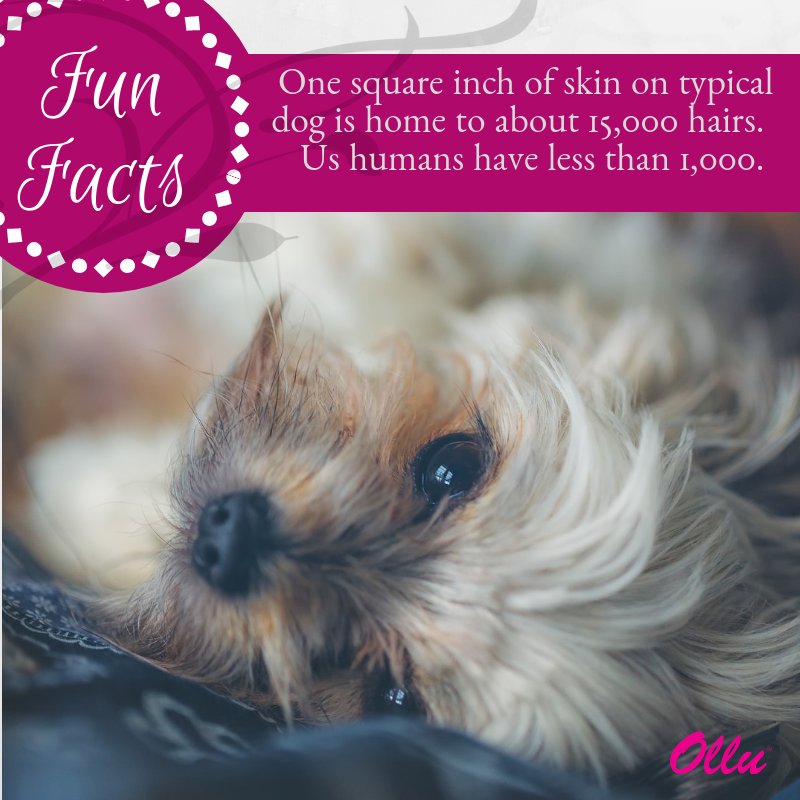 No wonder brushing a dog is a lot of work! #fridayfact #dognerd