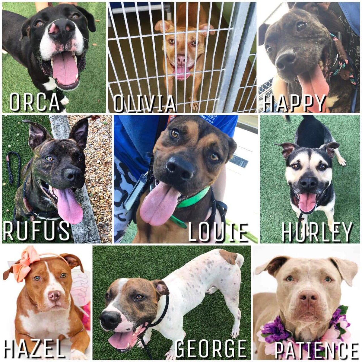 Orlando-Urgent Dogs tweet media