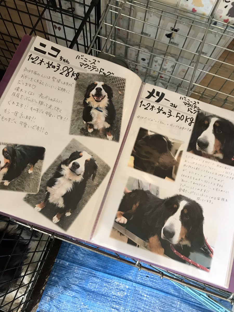 いぬねこcafeluaカフェお休み中 Twitterissa 写真参加ですが 中型犬や大型犬も里親募集中の子がいるようです