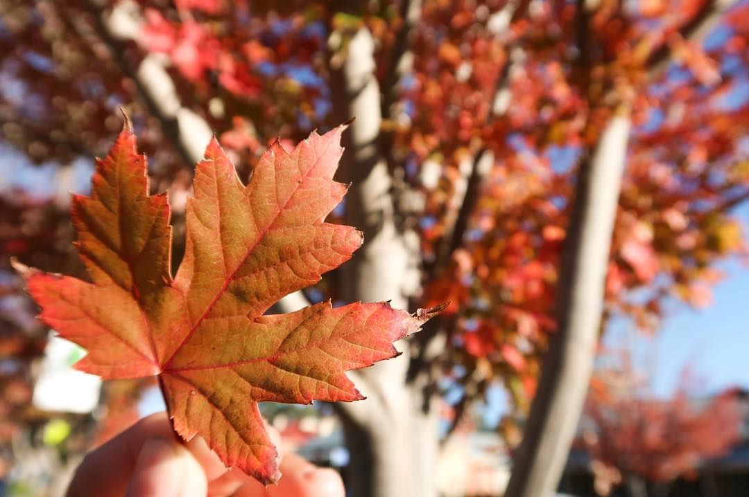 Autumn is here! 🍁 Photo by <a href="/alan_ynh/">Alan</a>
#hahndorf #hahndorfinn #adelaide #tourismadelaide #germanbeer #beer #food #adelaidehills #restaurantaustralia #germanfood #applestrudel #apfelstrudel #seeaustralia #seesouthaustralia #sausages #southaustraliatourism #germanfood