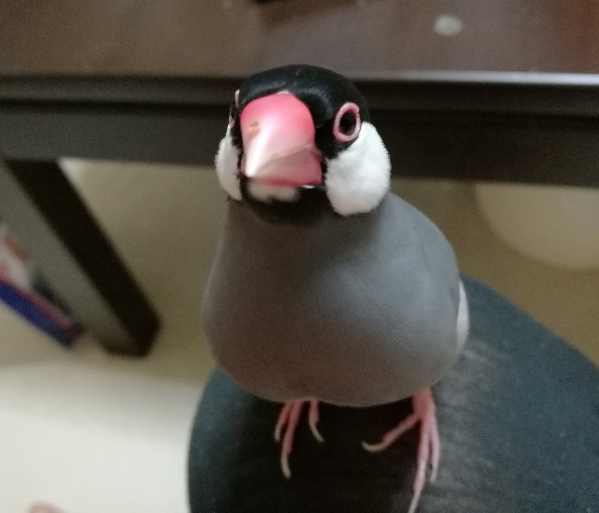 桜文鳥 ツムギ日和 おべんとついてますよ 文鳥 桜文鳥 文鳥可愛い 文鳥かわいい 文鳥 桜文鳥 ツムギ日和 おべんとついてますよ 文鳥 桜文鳥 文鳥可愛い 文鳥かわいい 文鳥