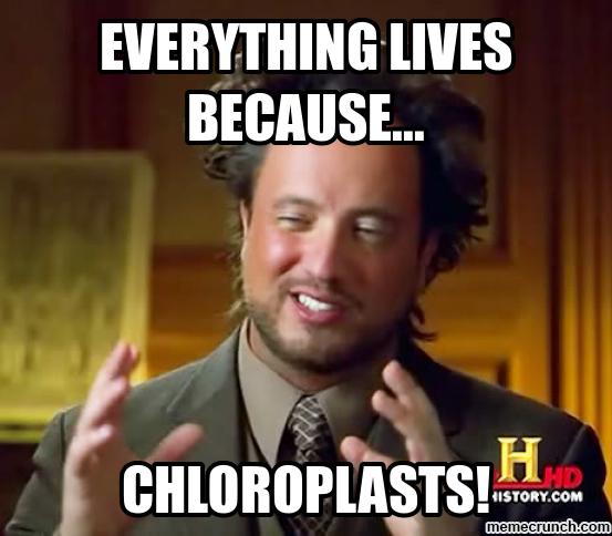 chloroplasts321's tweet photo. Scientifically proven that you wouldn't be here without us! Been there since day one😤 #fact https://t.co/6swgrt4ZTw