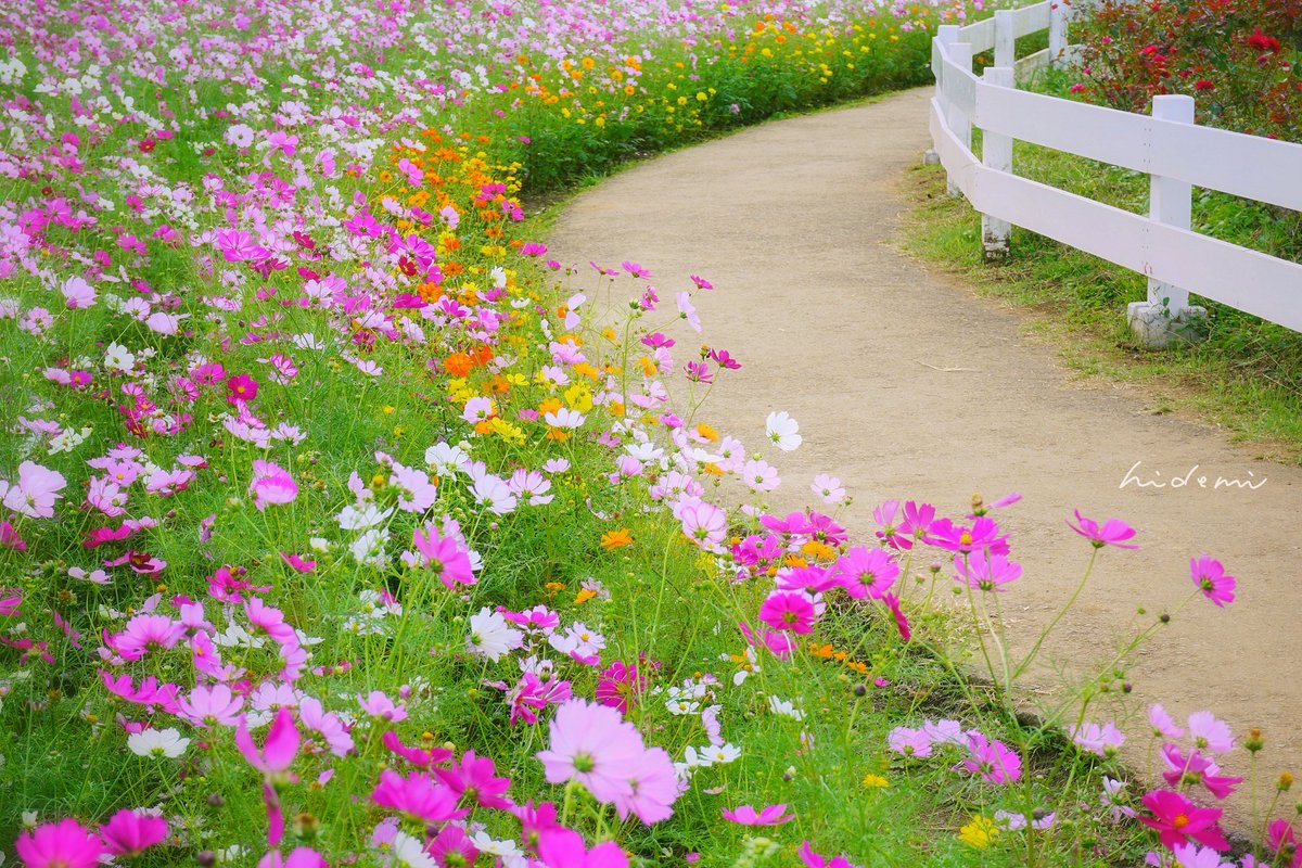 ひでみ Twitterissa 花畑の小道 18 10 18 撮影 千葉県 佐倉市 佐倉ふるさと広場 道のある風景 コスモス畑 コスモス 秋桜 お花畑 房総の絶景 Japancountryside Japan Boso Chiba Sakura Cosmos Cosmosfield Flowerfield Garden Flowerpark ひでみ Twitterissa 花畑の小道 18 10 18 撮影 千葉県 佐倉市 佐倉ふるさと広場 道のある風景 コスモス畑 コスモス 秋桜 お花畑 房総の絶景 Japancountryside Japan Boso Chiba Sakura Cosmos Cosmosfield Flowerfield Garden Flowerpark