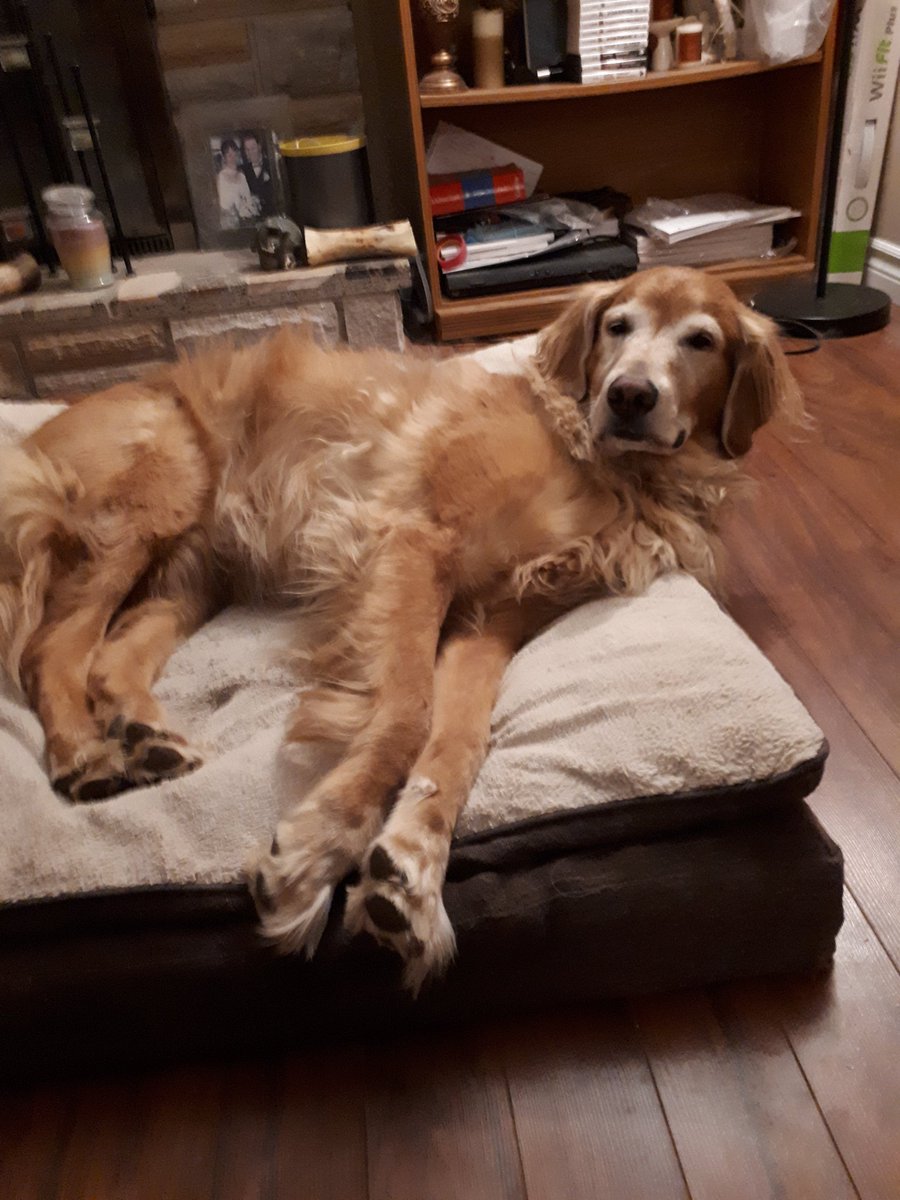 HeleneHHolland's tweet photo. One tired supervisor after spending the day helping @Andrew__Holland with moving fire wood inside. #snoringmachine #goldenboss https://t.co/P2iLWWhBe3