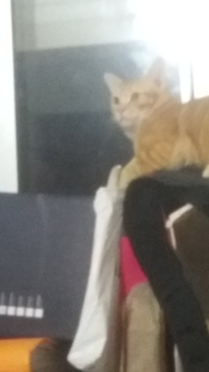 RichardoA7X's tweet photo. Estamos bailando en Just Dance y mi gato quiere olvidar con alcohol lo que esta viendo.
¿Alguien me puede aconsejar que le puedo poner en el pienso para que se olvide de esto y me mire normal? https://t.co/JsUH5ZJtrn