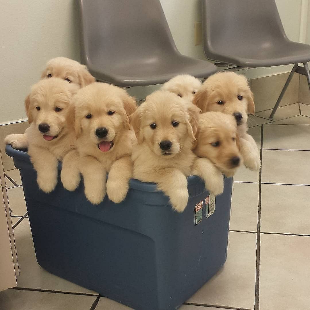 PetPawWorld's tweet photo. Puppies! 5 Moments that will melt your heart! 🐶🐶🐶 🐕❤️
.
Follow @petpawworld
.
https://t.co/iI36mtsW9F
.
Credits: @gffkennel @lakewoodgoldens @sunnysidegoldens @corgitwinky @lady_goldenr
#Petslove4u #puppies #puppy #love #instadog #instapup #lovethem #cute #cutie #adorable https://t.co/yyiGne9YBZ