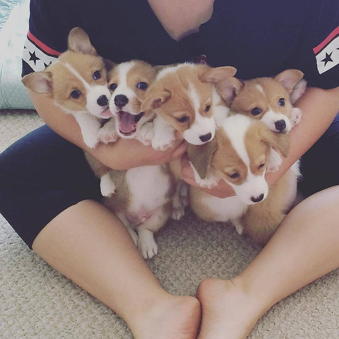PetPawWorld's tweet photo. Puppies! 5 Moments that will melt your heart! 🐶🐶🐶 🐕❤️
.
Follow @petpawworld
.
https://t.co/iI36mtsW9F
.
Credits: @gffkennel @lakewoodgoldens @sunnysidegoldens @corgitwinky @lady_goldenr
#Petslove4u #puppies #puppy #love #instadog #instapup #lovethem #cute #cutie #adorable https://t.co/yyiGne9YBZ