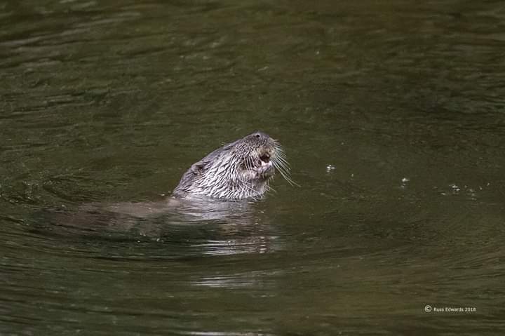 Newtown Otter Watch (@newtown_otter_) on Twitter photo 