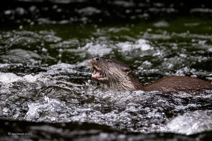 Newtown Otter Watch (@newtown_otter_) on Twitter photo 