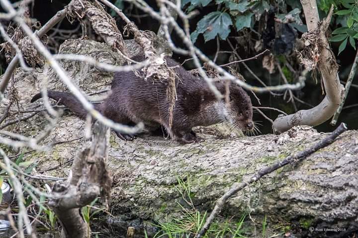 Newtown Otter Watch (@newtown_otter_) on Twitter photo 