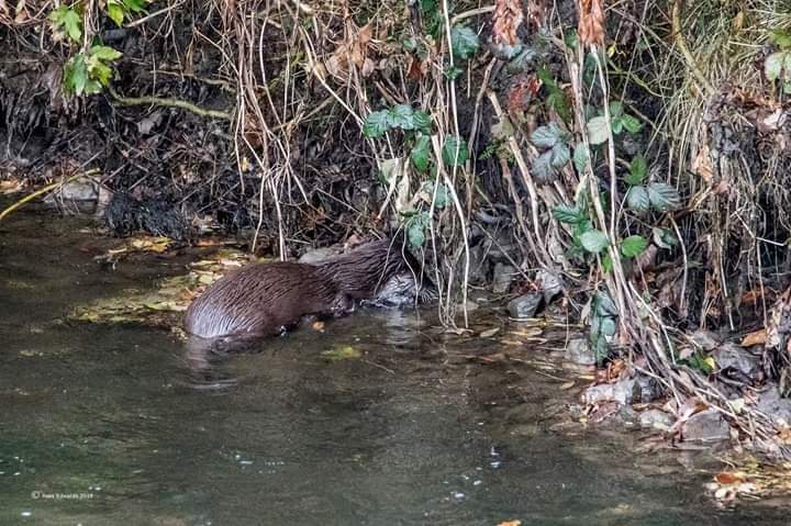 Newtown Otter Watch (@newtown_otter_) on Twitter photo 
