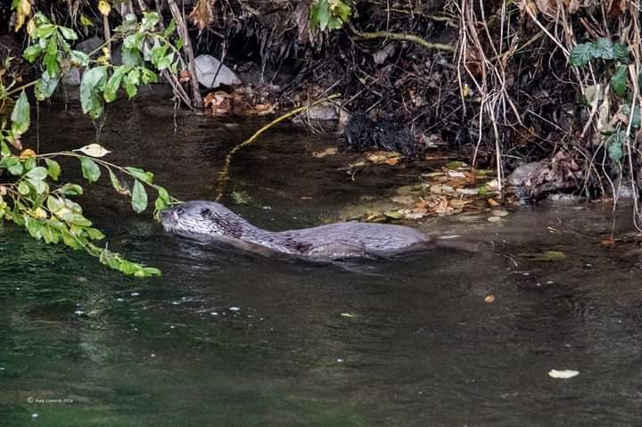 Newtown Otter Watch (@newtown_otter_) on Twitter photo 