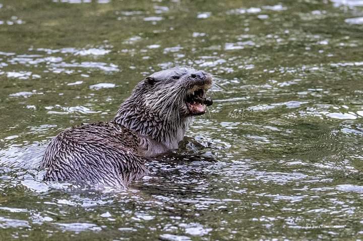Newtown Otter Watch (@newtown_otter_) on Twitter photo 