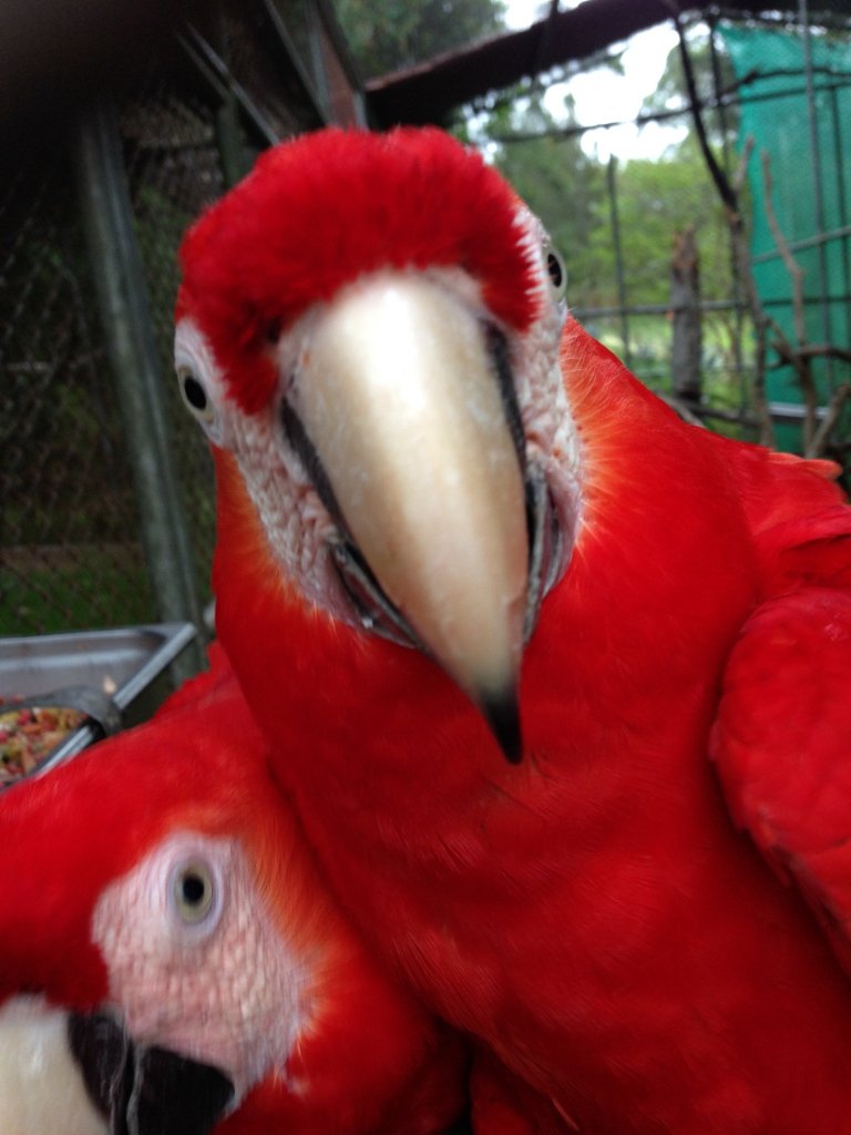 TeesTropical's tweet photo. Costa Rica Parrots
#tropicaltees #costarica #puravida #parrots #parrotsofinstagram #parrotsofig #parrotstagram #parrotsofinsta #parrotsoftheworld #parrotsareawesome #parrotslife #parrotslovers #parrotsec #parrotslover #parrotsworldwide #parrotsworld #parrotslove #parrotswag https://t.co/I6lmkbfKzG