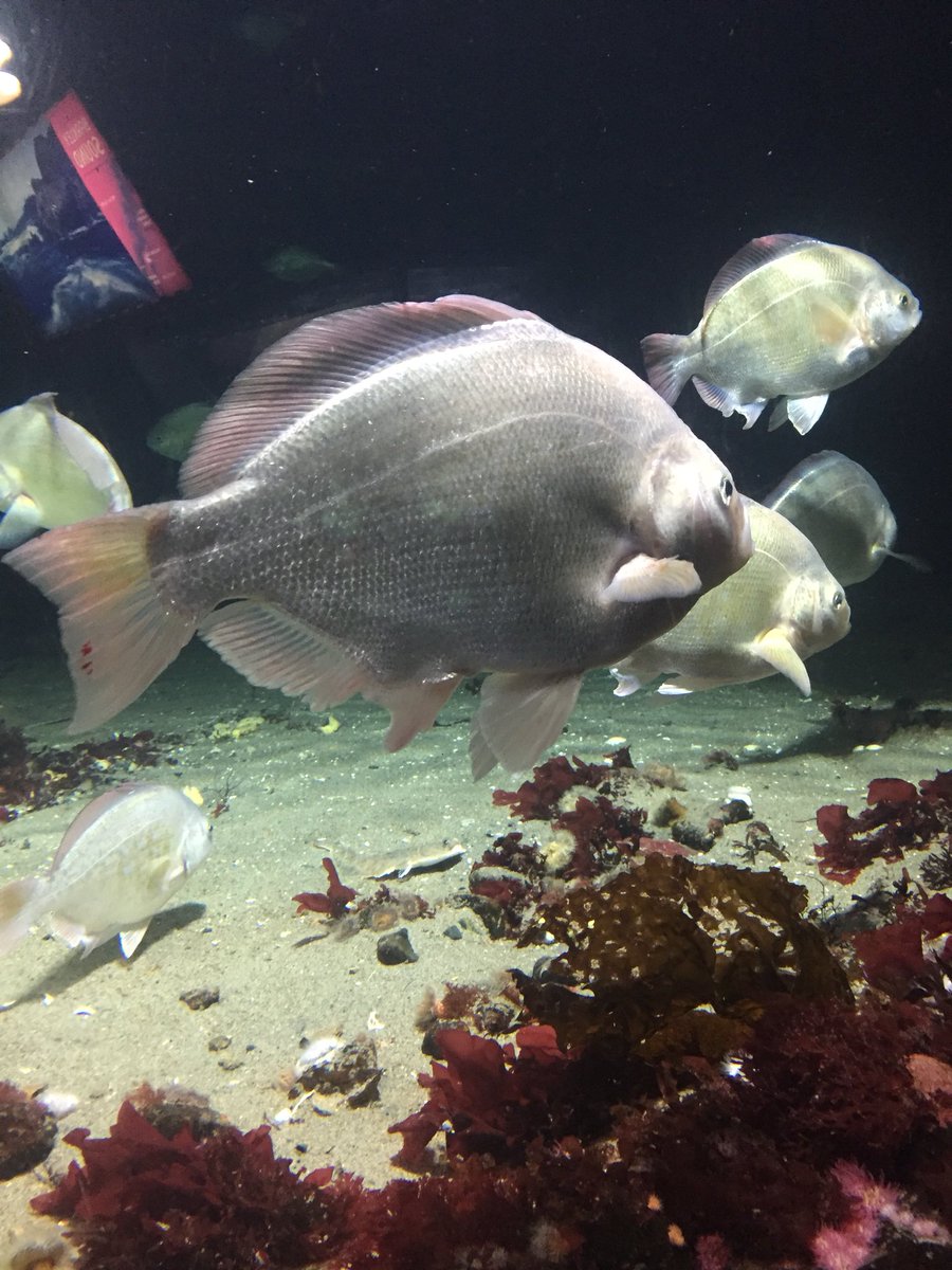 baads's tweet image. Prepping for #TTTC2018 @vanaqua