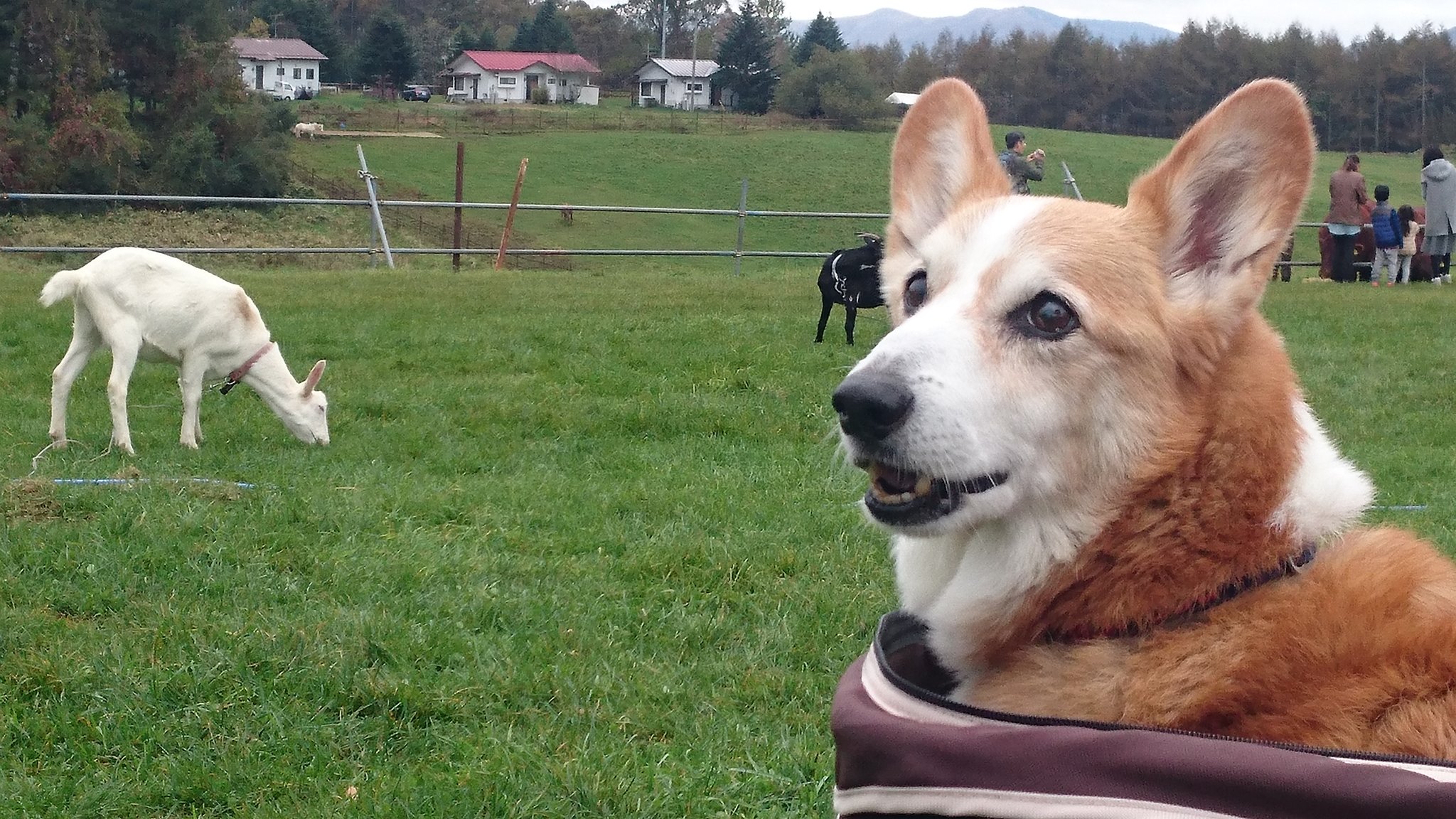 すみ 牧場でポツリ あっ コーギーって牧羊犬 だっけ 長門牧場 T Co Dvqr5v64en Twitter