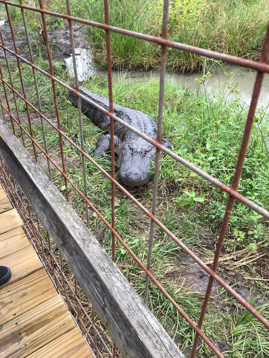 5th grade took a field trip this week to the Crocodile Encounter 🐊 <a href="/katyisd/">Katy ISD</a>