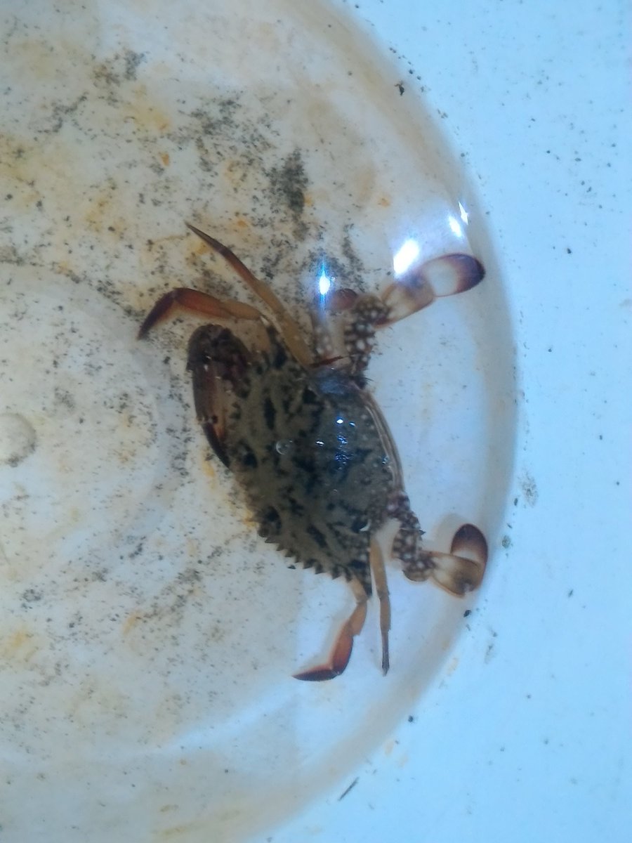 tawake2go's tweet image. 昨夜の捕果、クロダイ、ワタリガニ小。地形変わって全く入らん(泣)　♯投網