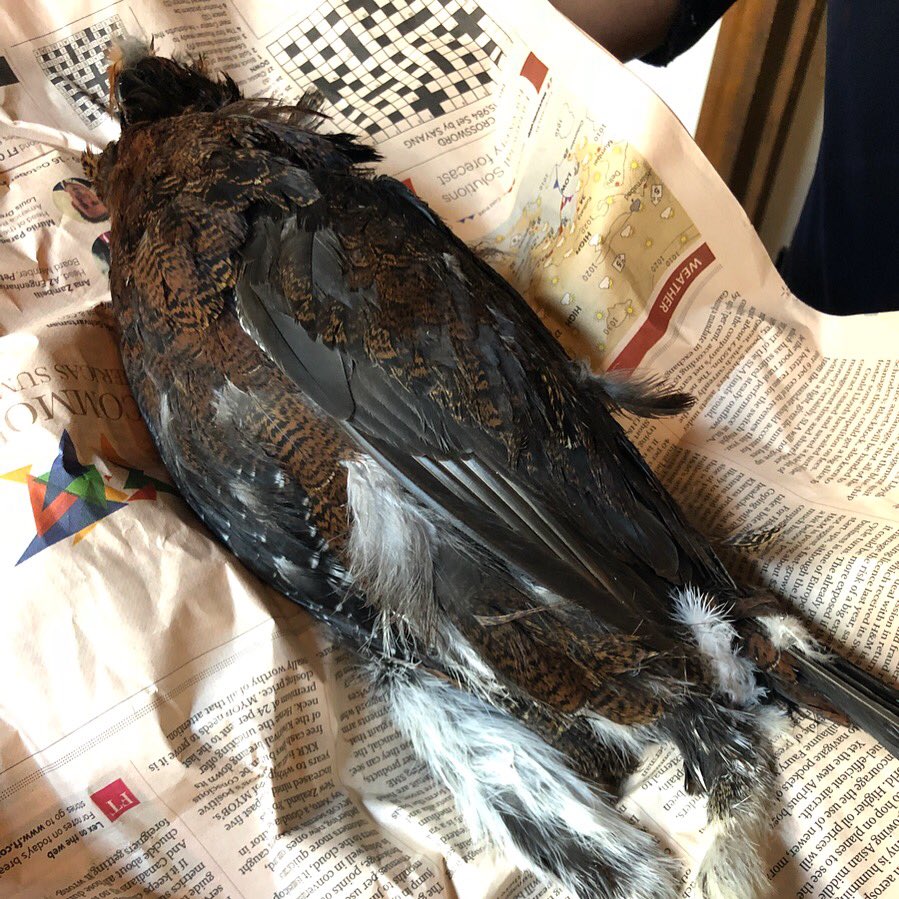 TDigested's tweet photo. You didn’t do the crossword, I see.
#grouse #saucesalmis #salmis #gibier #blacktruffle #girolles #trompettedelamort #trumpetmushrooms #financialtimes #crossword #foodblogger #foodhunter #theworlddigested
#古典料理 #ジビエ #グルーズ #雷鳥 #サルミソース #伝統料理 #ジロール https://t.co/XWEMUljoGQ