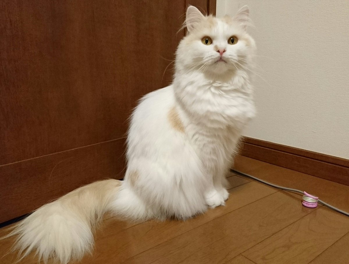 富樫じゅん On Twitter 猫ちゃんもストレスではげる 私も飼うまでは猫は気ままでストレス知らずだと思ってました 実際は甘えん坊だし考えてるし それぞれのルーティーンがあるんですね ちなみにこれは ここにリポdのフタが落ちてるんだけど動かないよ はよ投げて