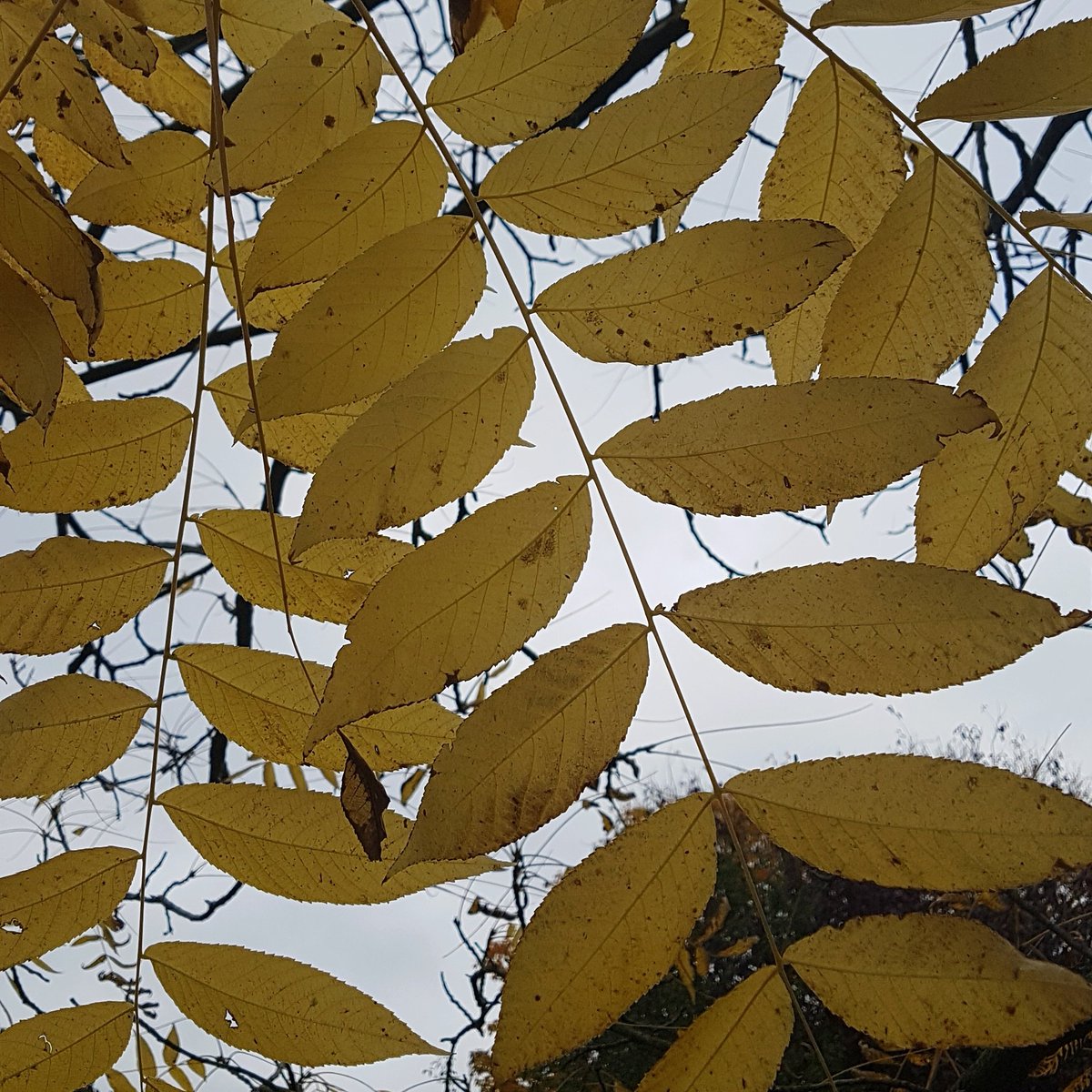 JaneTyson's tweet photo. Good Morning #surreychat
This week for a bit of fun I launched #projectoakleaf to encourage kids to get into nature and identify trees, as when I'm teaching I always take in an oak leaf to see who can name it. How many of you know what these leaves are? https://t.co/QtoAjIfOor