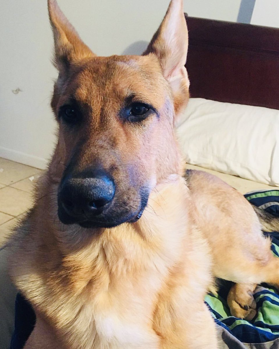 Destellloo's tweet image. Big guy still remembers me 😭 we holding out for his mommy ✊🏾 @TwerkAdri