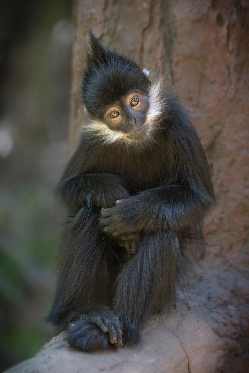 LAZoo's tweet image. &quot;This is why we do what we do.&quot; Thank you so much to #TreehouseMasters for building such a beautiful treehouse for the François&apos; langurs in our care! 💗