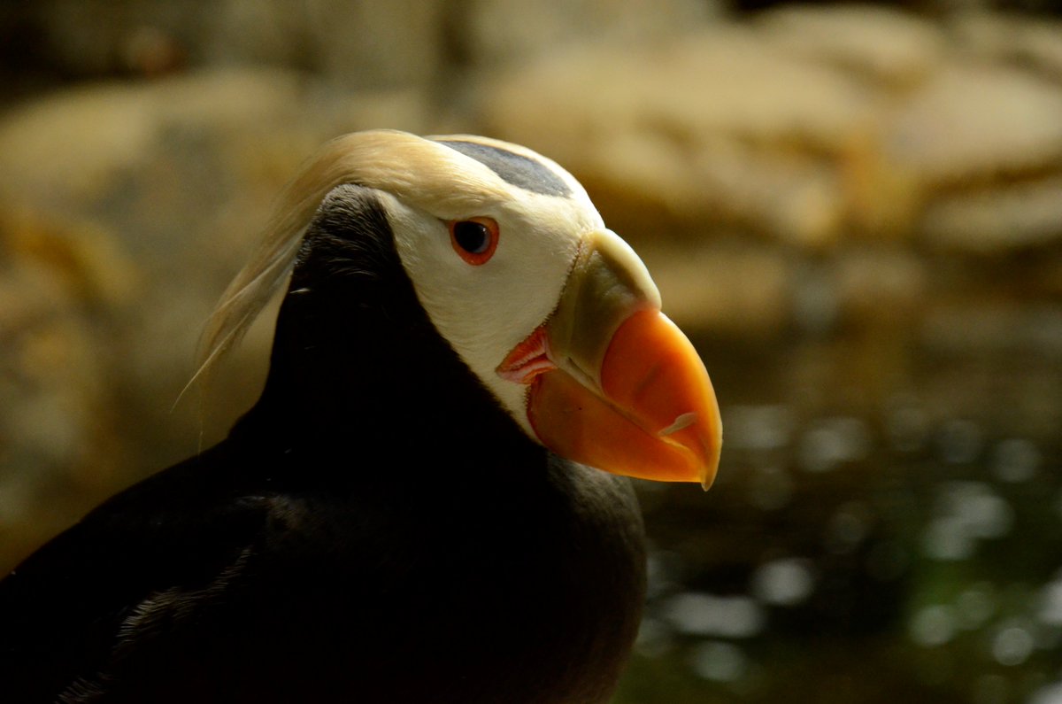 キングペンギンのくちばしに関する衝撃の事実にペンギン好きな人もびっくり えええ どういうこと Togetter キングペンギンのくちばしに関する衝撃の事実にペンギン好きな人もびっくり えええ どういうこと Togetter