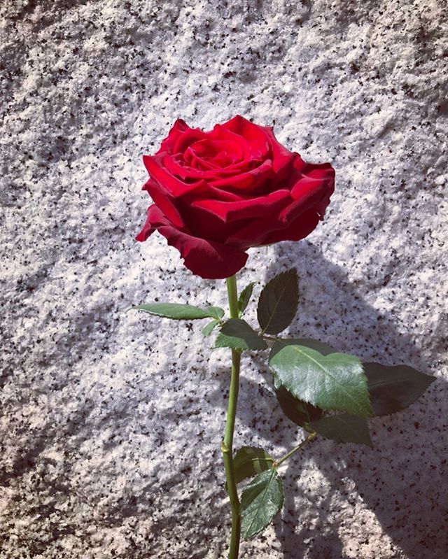 Afrikarose Ever Reb 新入荷 Afrikarose アフリカローズ アフリカの花屋 Rose 薔薇 バラ Hiroo 広尾 Gift Rosegift ギフト バラのある暮らし Socialgood 花のある暮らし Beautiful T Co Ps1uthz55z T Co Ubsmu1netc