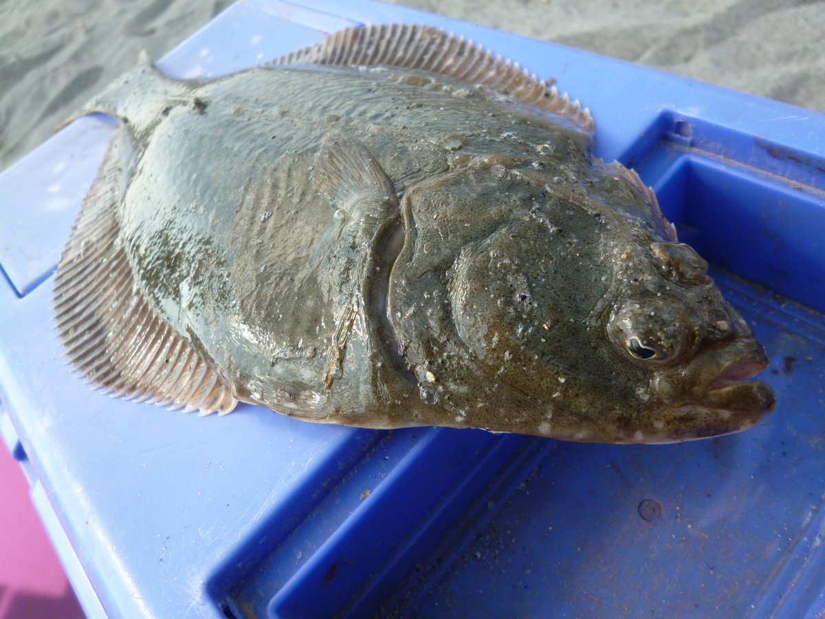 左ヒラメ右カレイ