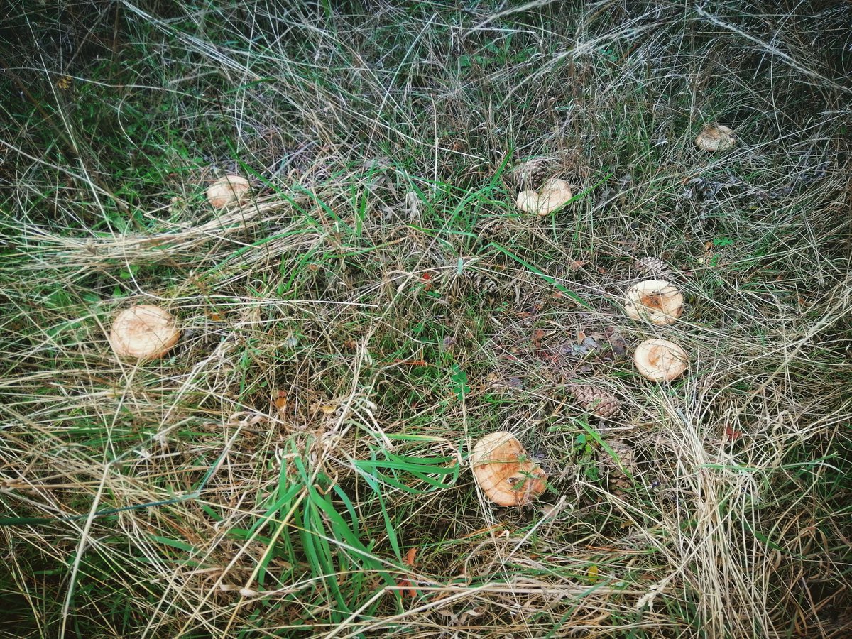 boletairescat's tweet photo. Quin goig quan trobem un indret així!!!
#rovellons #rovellonera #rovello #lactariusdeliciosus #lactarius #mushrooms #setas #rovellonera #erol #honguera https://t.co/D1rbAhMJ3m
