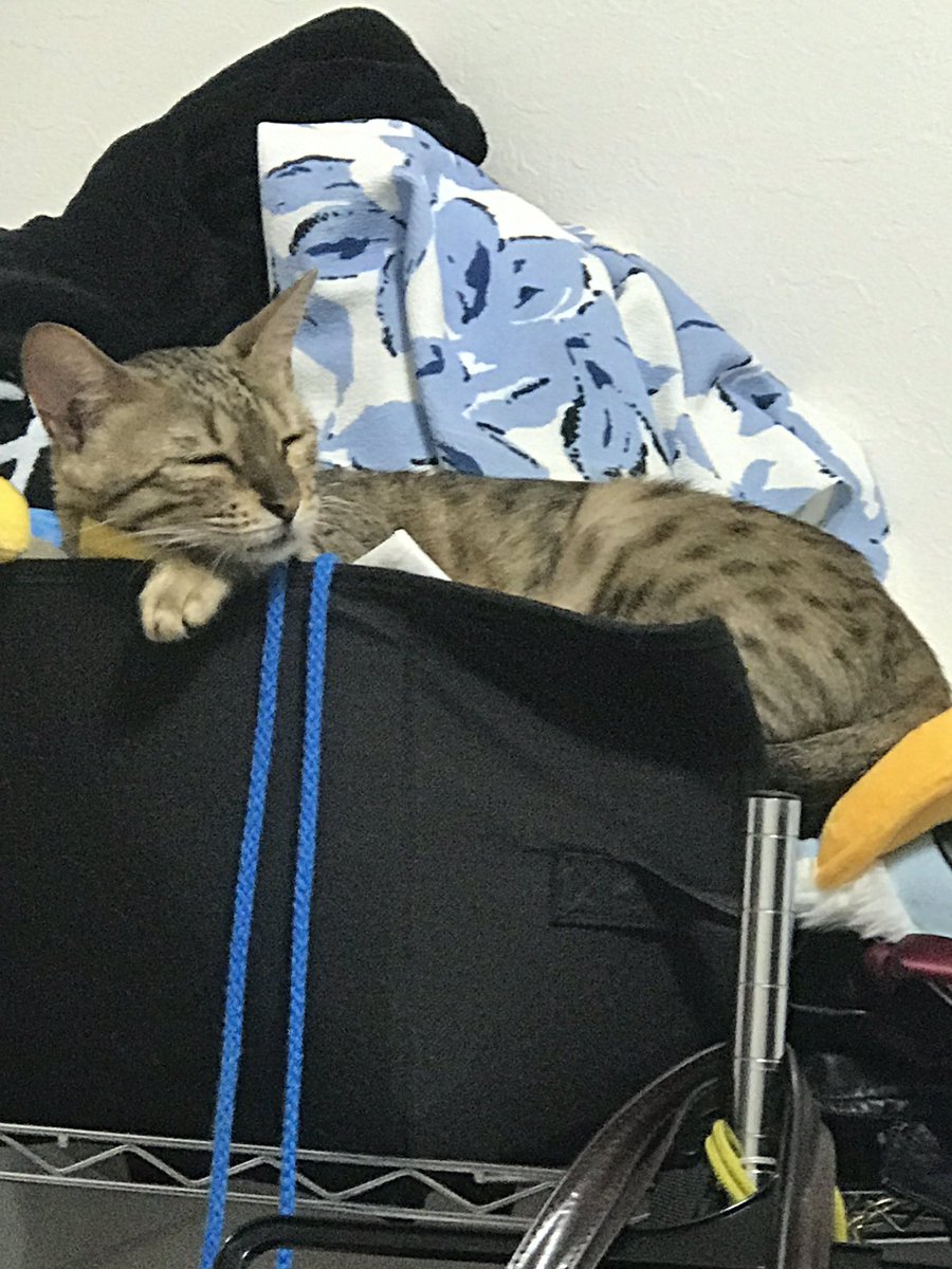 nukonukos2's tweet photo. すや( ¨̮ )収納BOXからおしりはみでてるちゃん( ¨̮ )
#猫 https://t.co/uetR82K74r