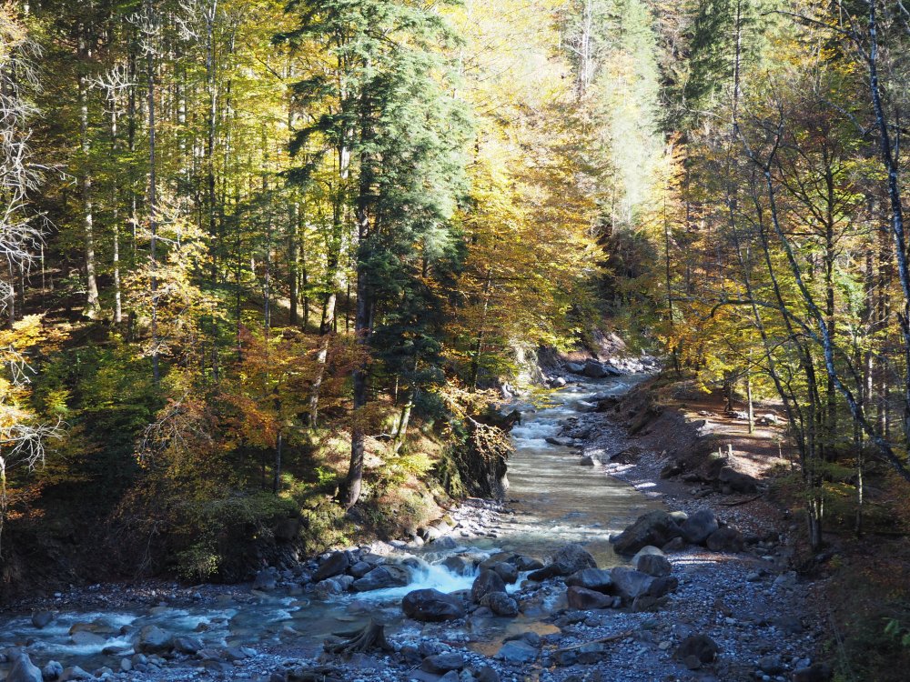 LI_Travel's tweet image. #Wandertipp: Eine Tour durch das Saminatal ist besonders im Herbst ein ganz besonderes Erlebnis. Die Blätter rascheln, die Samina rauscht und durch die bunt verfärbten Baumspitzen blinzelt die Herbstsonne durch. #fallingforfall tourismus.li/lie/tour/Durch…