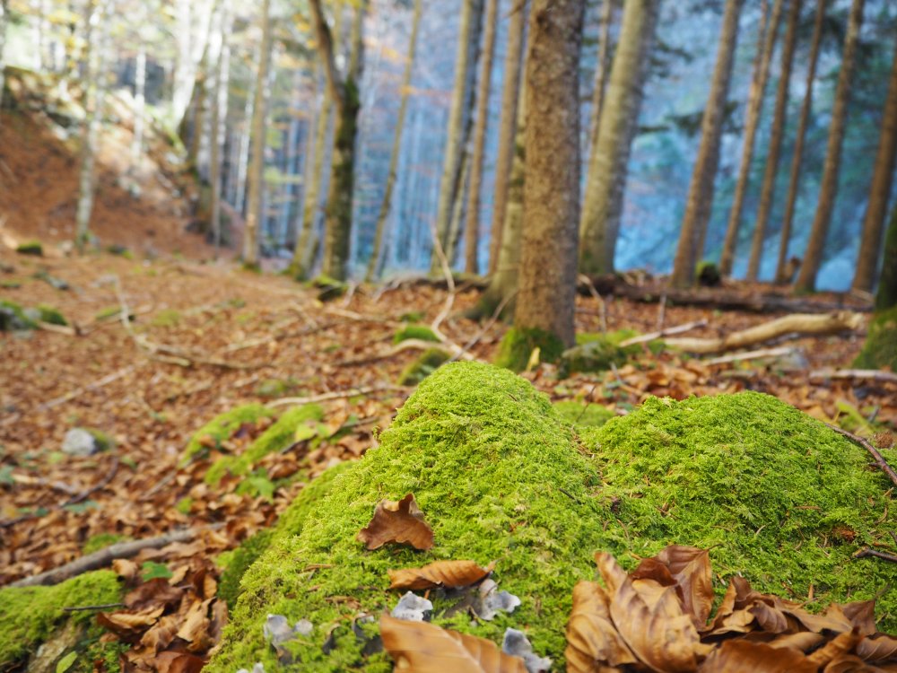 LI_Travel's tweet image. #Wandertipp: Eine Tour durch das Saminatal ist besonders im Herbst ein ganz besonderes Erlebnis. Die Blätter rascheln, die Samina rauscht und durch die bunt verfärbten Baumspitzen blinzelt die Herbstsonne durch. #fallingforfall tourismus.li/lie/tour/Durch…