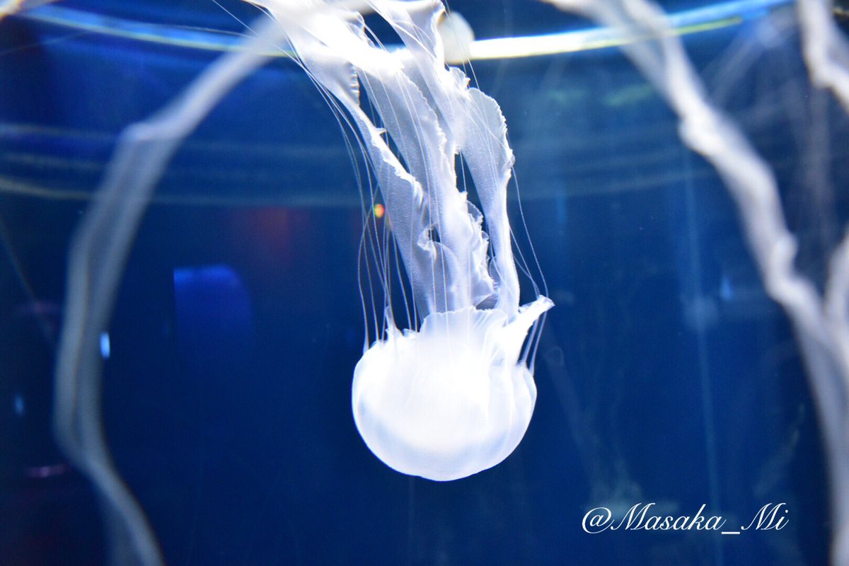 まさみか 久しぶりにクラゲの人です クラゲ可愛い 新江ノ島水族館 クラゲ好きな人と繋がりたい