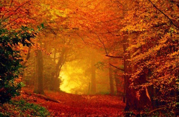 ramblingsloa's tweet image. Some beautiful paths can’t be discovered without getting lost.

Erol Ozan