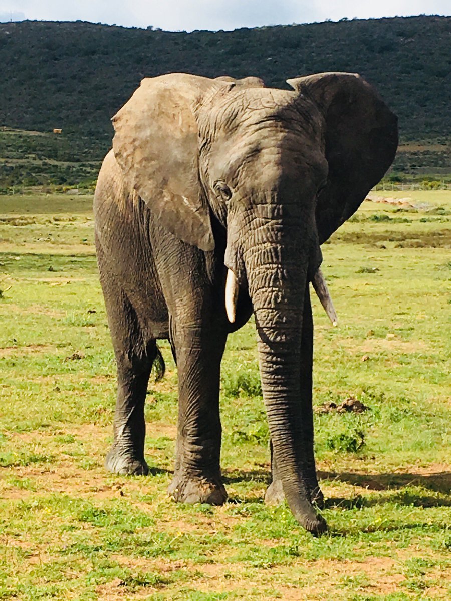 SWPSSport's tweet photo. Morning from the elephants!!!!! @SeanEDSTCPT #edwindoran #swpssatour2018 https://t.co/RQqZXMumk0