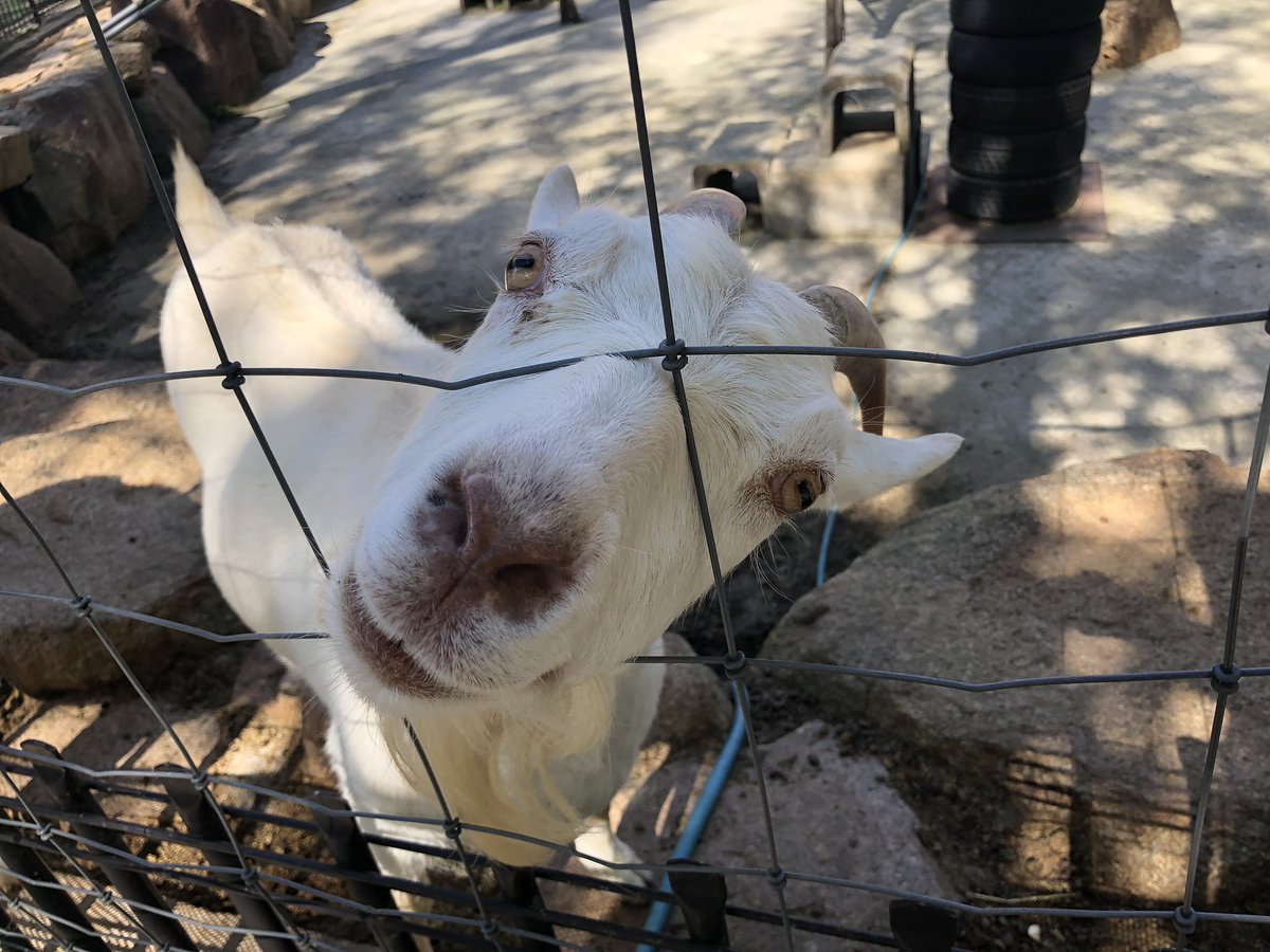 _chr24y_'s tweet photo. 六甲山牧場の餌やり場にいるボス的なヤギが餌を欲しがる姿がすごく可愛かったのでみんな行くべき https://t.co/3hnqyJQxE2