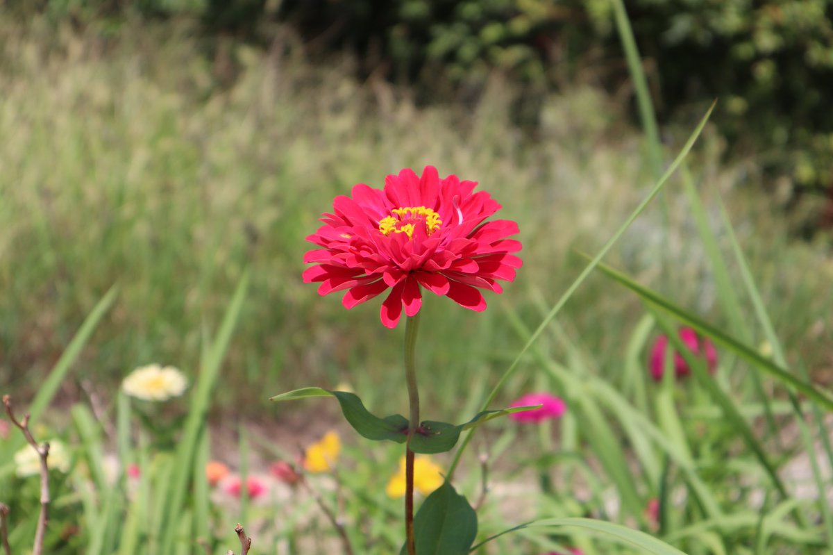 かんた tweet media