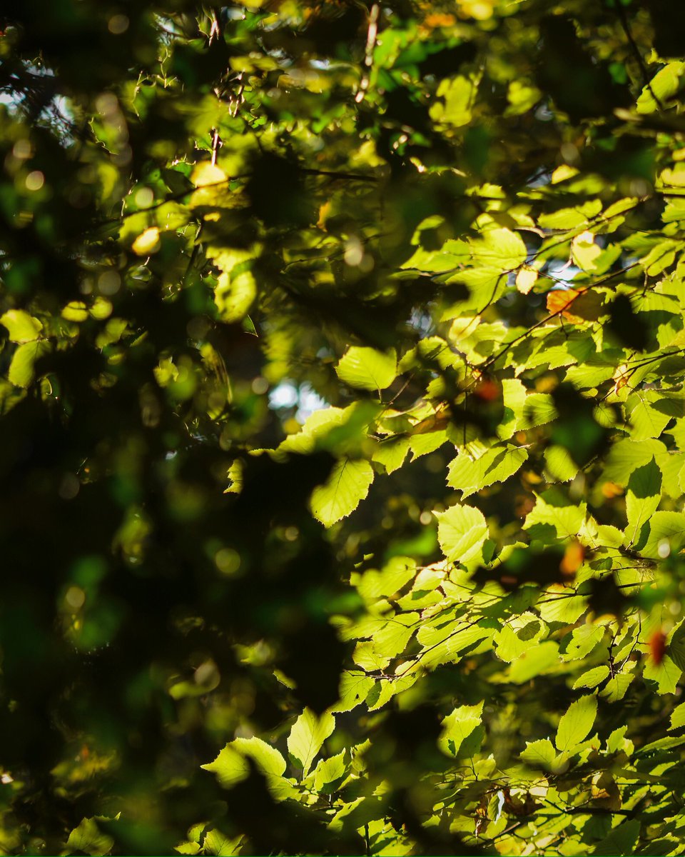 rus04ash's tweet photo. Some beautiful autumn colours around at the moment.               #ThePhotoHour #autumncolours #woodlandphotography #naturelovers #treephotography #nikond7200 #nikon https://t.co/E8LySnZPos