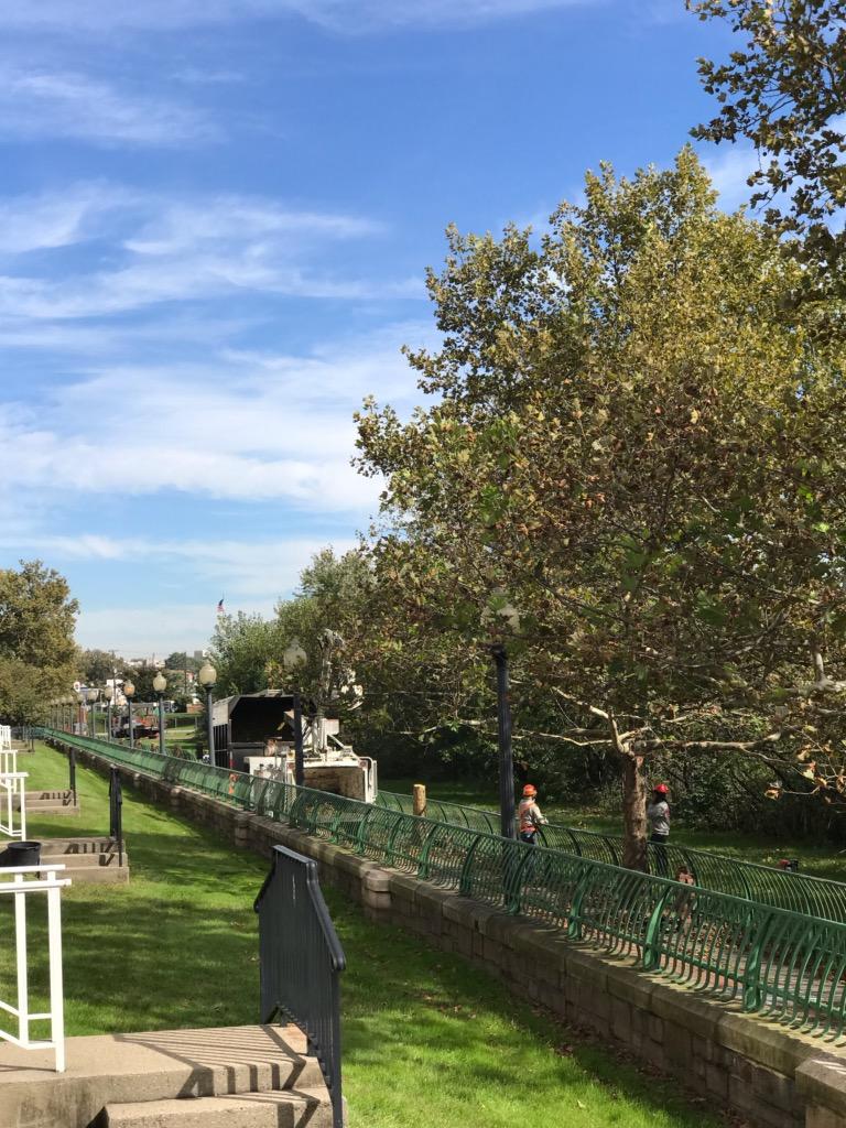 Arlene_the_Tree's tweet image. Hi it&apos;s Arlene... many of my sister Shelterbelt trees were destroyed yesterday.  My days as surely numbered.  Please help me if you can @algore #trees #treespeech