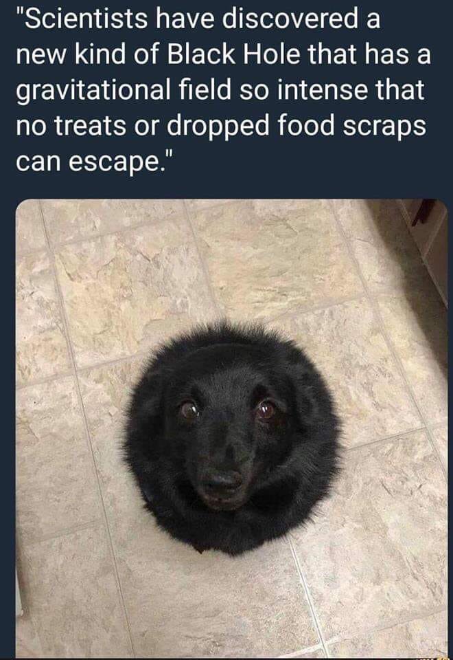 dogcelebration's tweet photo. Scientists have discovered a new black hole ... 

#DogCelebration 
😂🤣🐶🐾🐶🐾🐶🐾🐶🤣😂 https://t.co/BAR3x8bPWJ