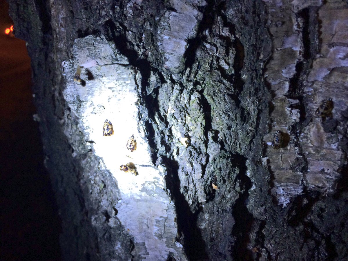 had a great day walking terrain of #leebank #birmingham yesterday - capturing with residents layers, changes, placings and remnants w/ <a href="/clairemhickey/">Claire Hickey</a> @JRPeevers for <a href="/re_connections/">Re:connections</a> part TWO