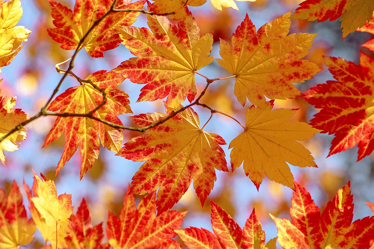 Wonderful Westonbirt @WestonbirtArb @BritishGardens @thetimes @guardiangardens @visitgloucestershire @GWmag @TeleGardening @GardenMag_GR #Autumnwatch #autumn #autumncolours #fallcolors @cotswaldliving @BBCWthrWatchers