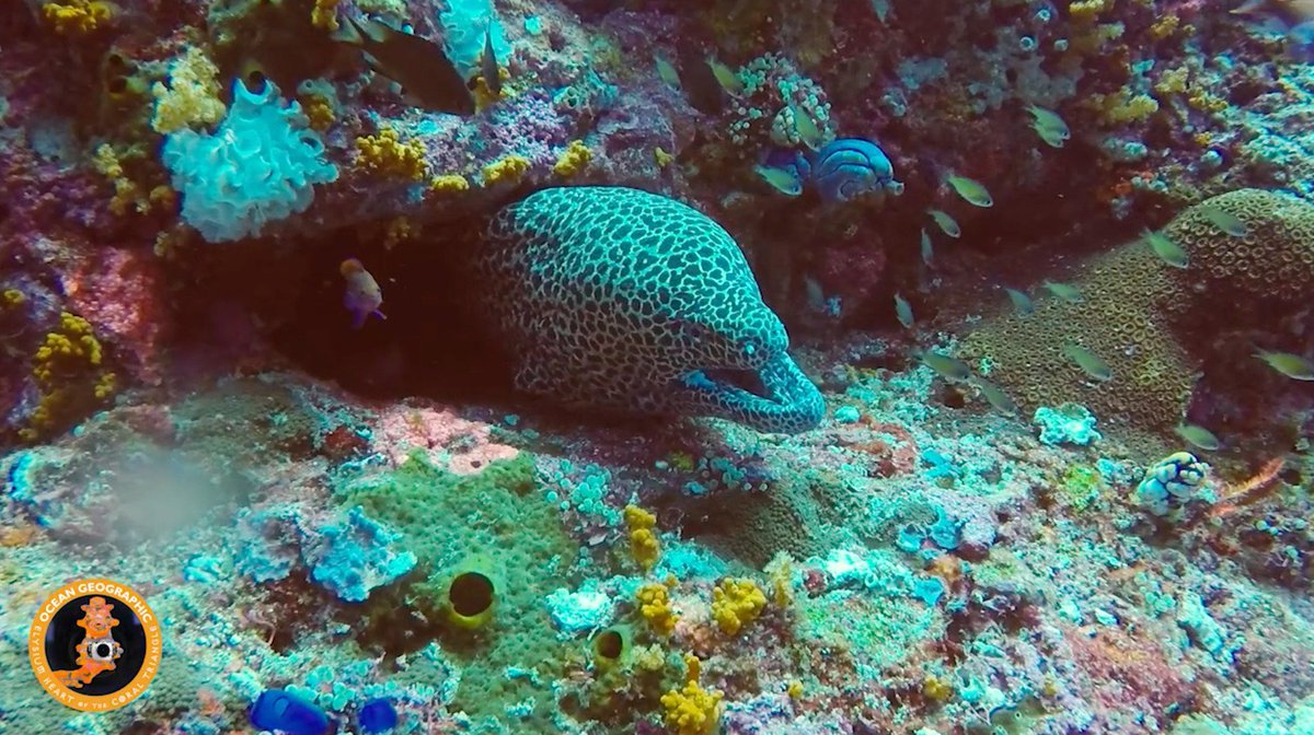 ocean_magpie's tweet photo. After returning home from a trip of a lifetime, here is my first vlog of my time in the Coral Triangle 😁🌏 Link: https://t.co/W3AjLtRdad #CoralTriangle #ElysiumEpic #OceanGeographic #IYOR2018 #RajaAmpat https://t.co/Td29jmUu4Q