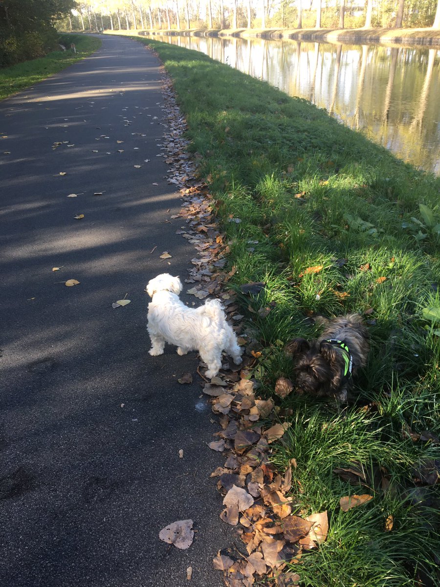 laiverd91's tweet photo. Lekker met de woeffies aan de wandel. #woeffies #wandelen #noordwillemskanaal #groenedijk #relaxen #herfstzonnetje #genieten https://t.co/ASEMtf2CkA